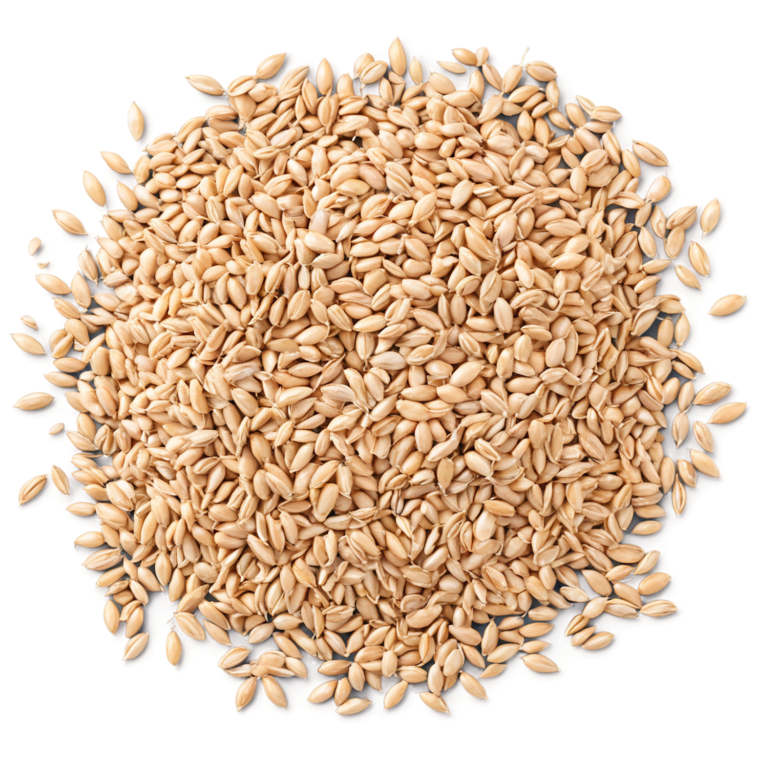 Wheat grains isolated on transparent background #5384