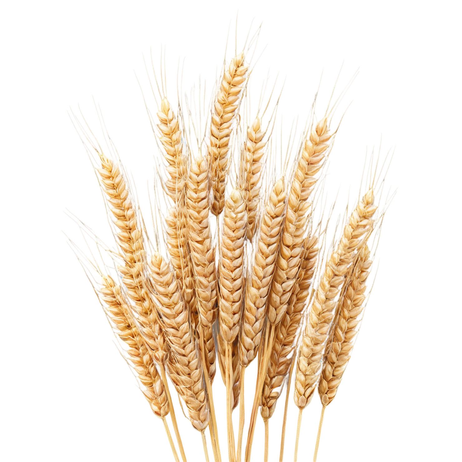 Wheat grains isolated on transparent background #5385