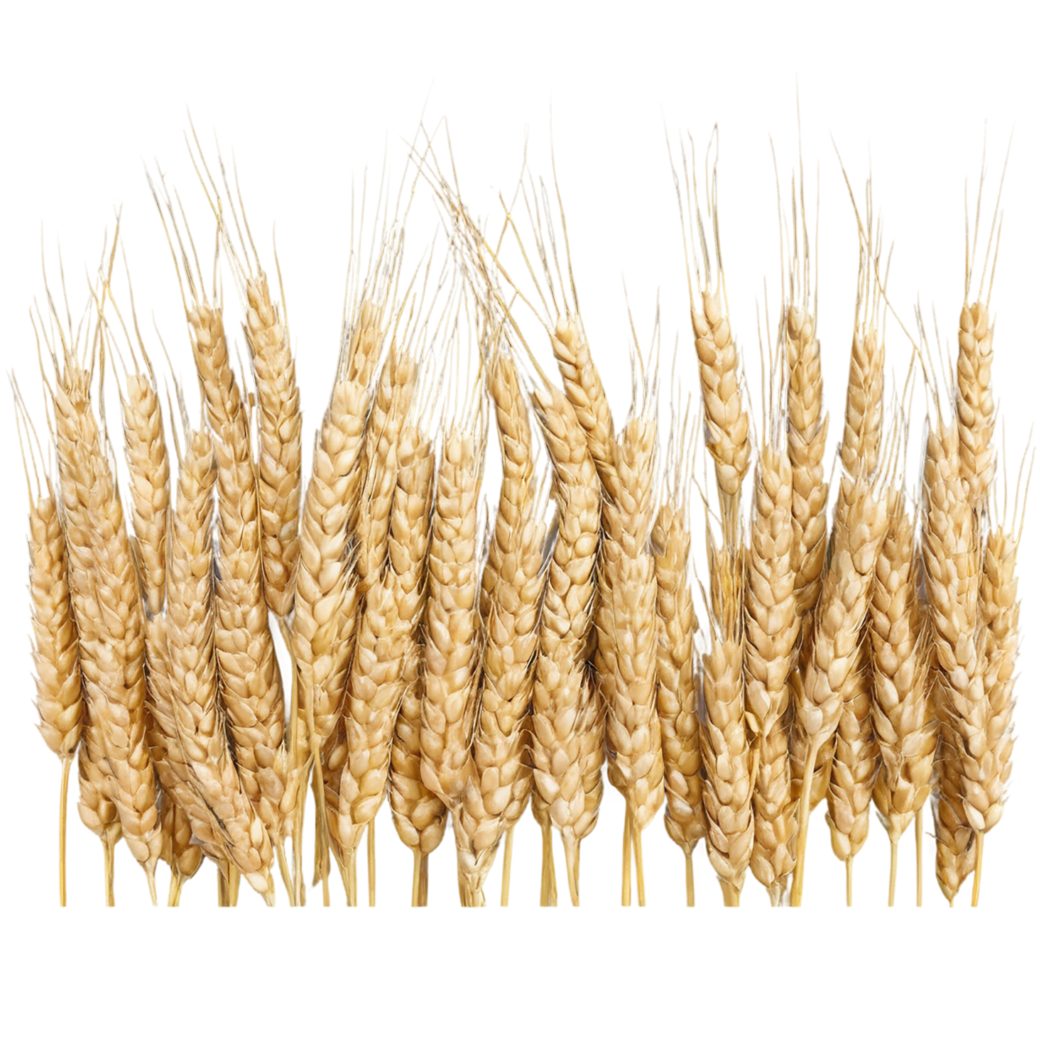 Wheat grains isolated on transparent background #5386