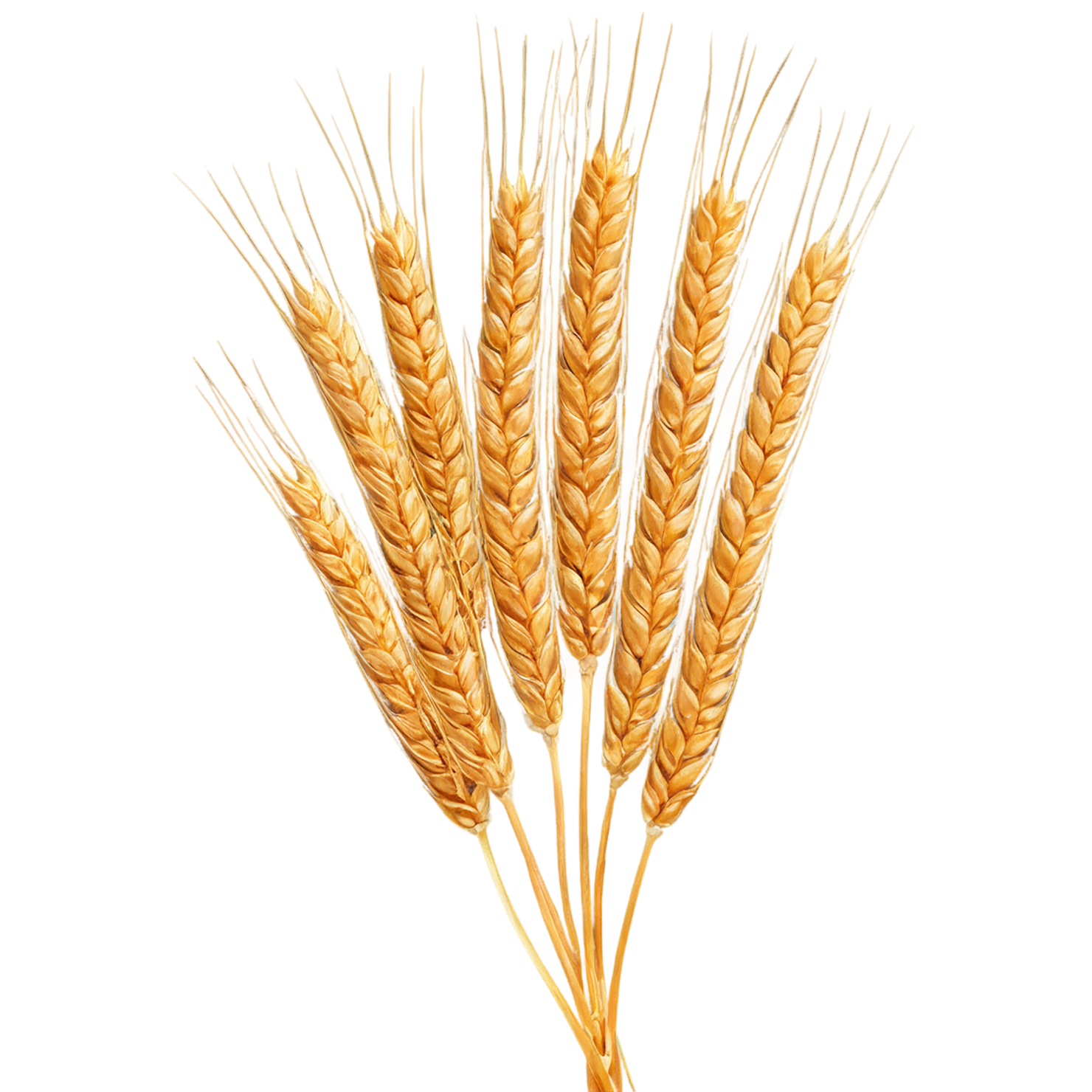 Wheat grains isolated on transparent background #5387