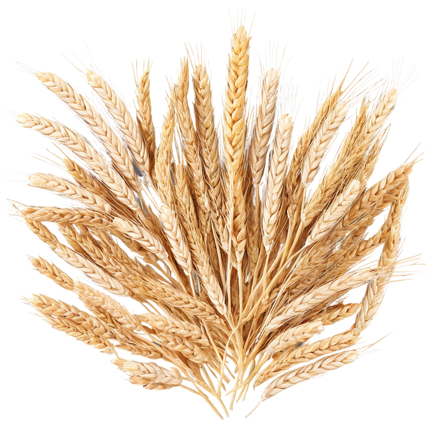 Wheat grains isolated on transparent background #5388