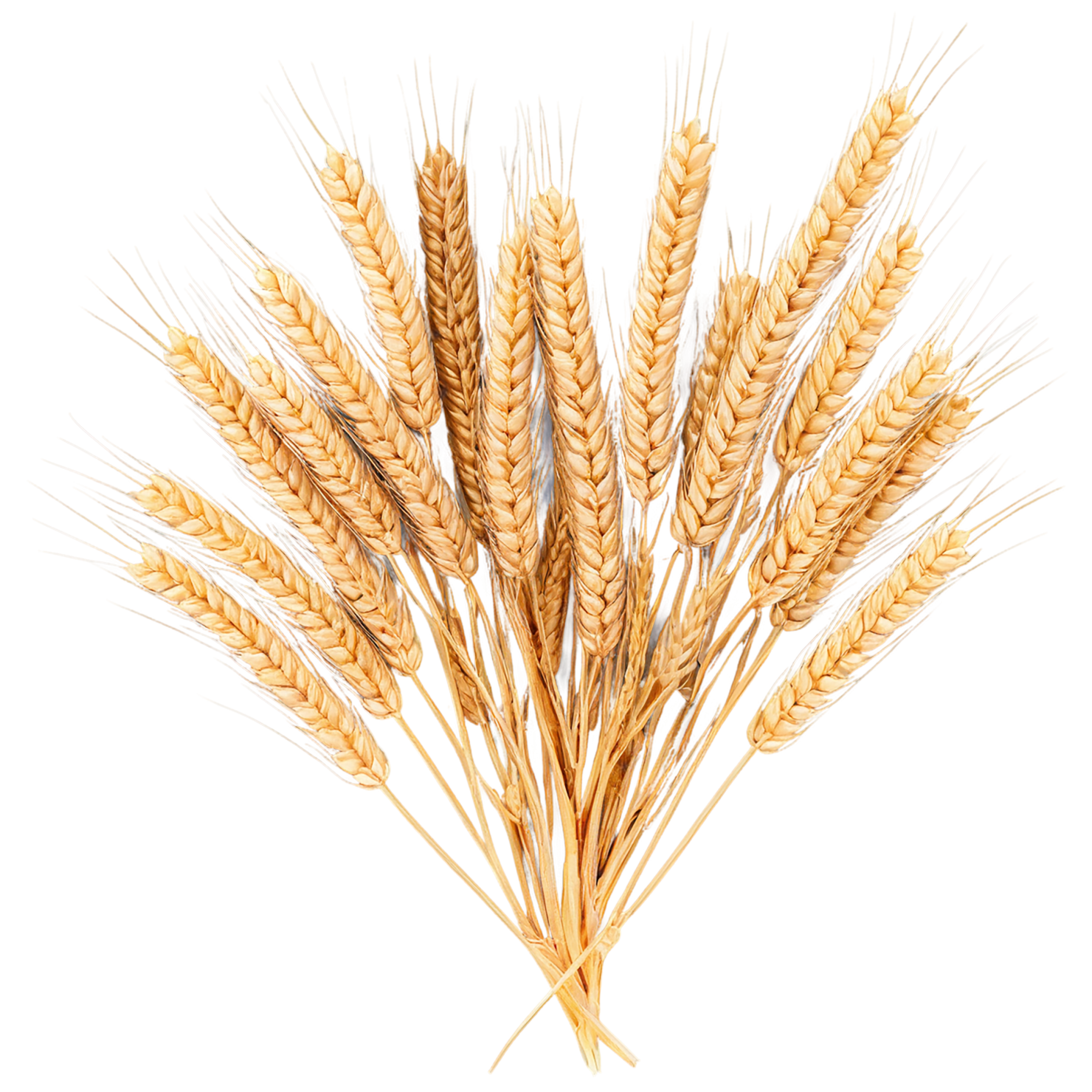 Wheat grains isolated on transparent background #5389