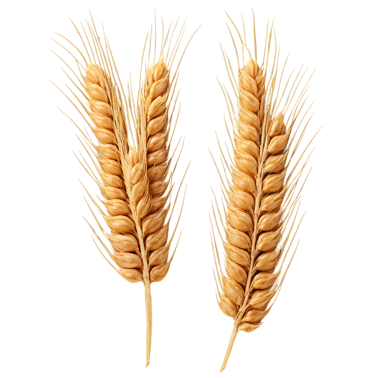 Wheat grains isolated on transparent background #5392