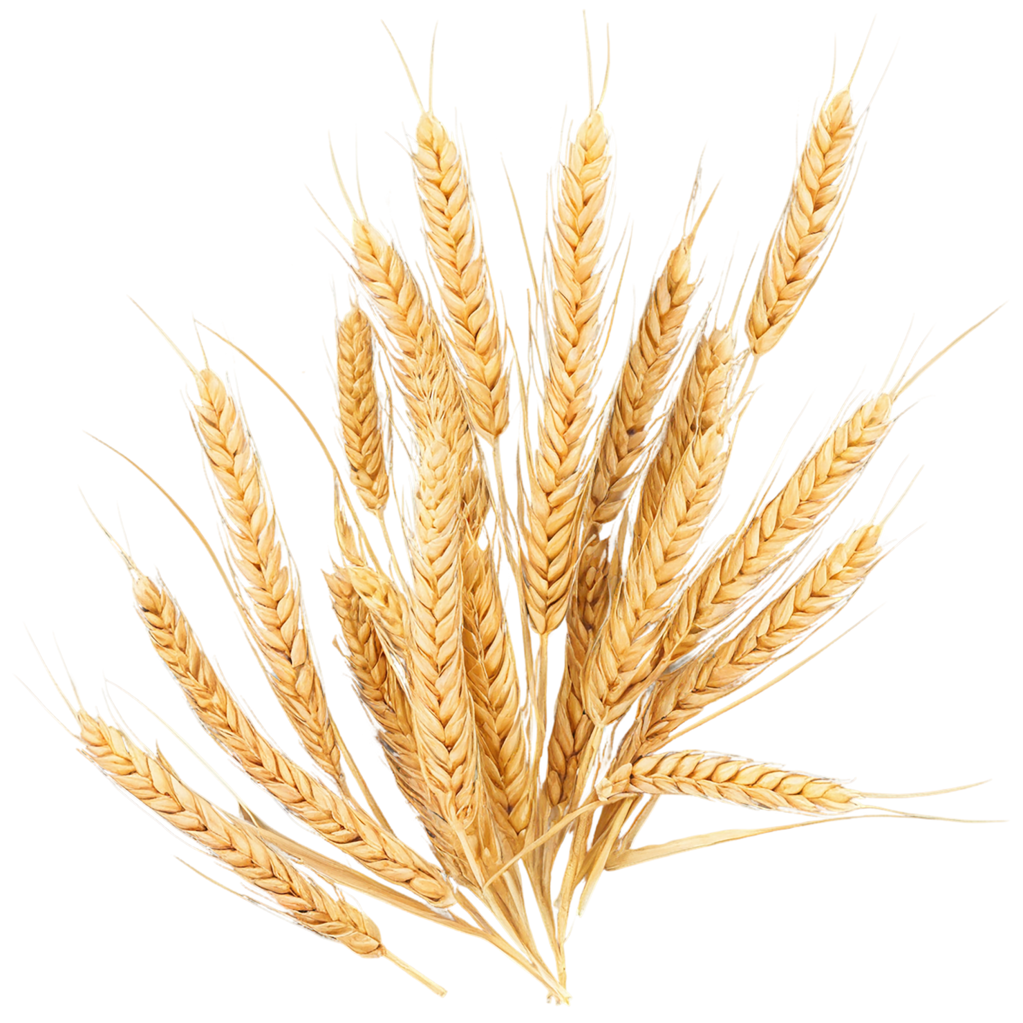 Wheat grains isolated on transparent background #5393
