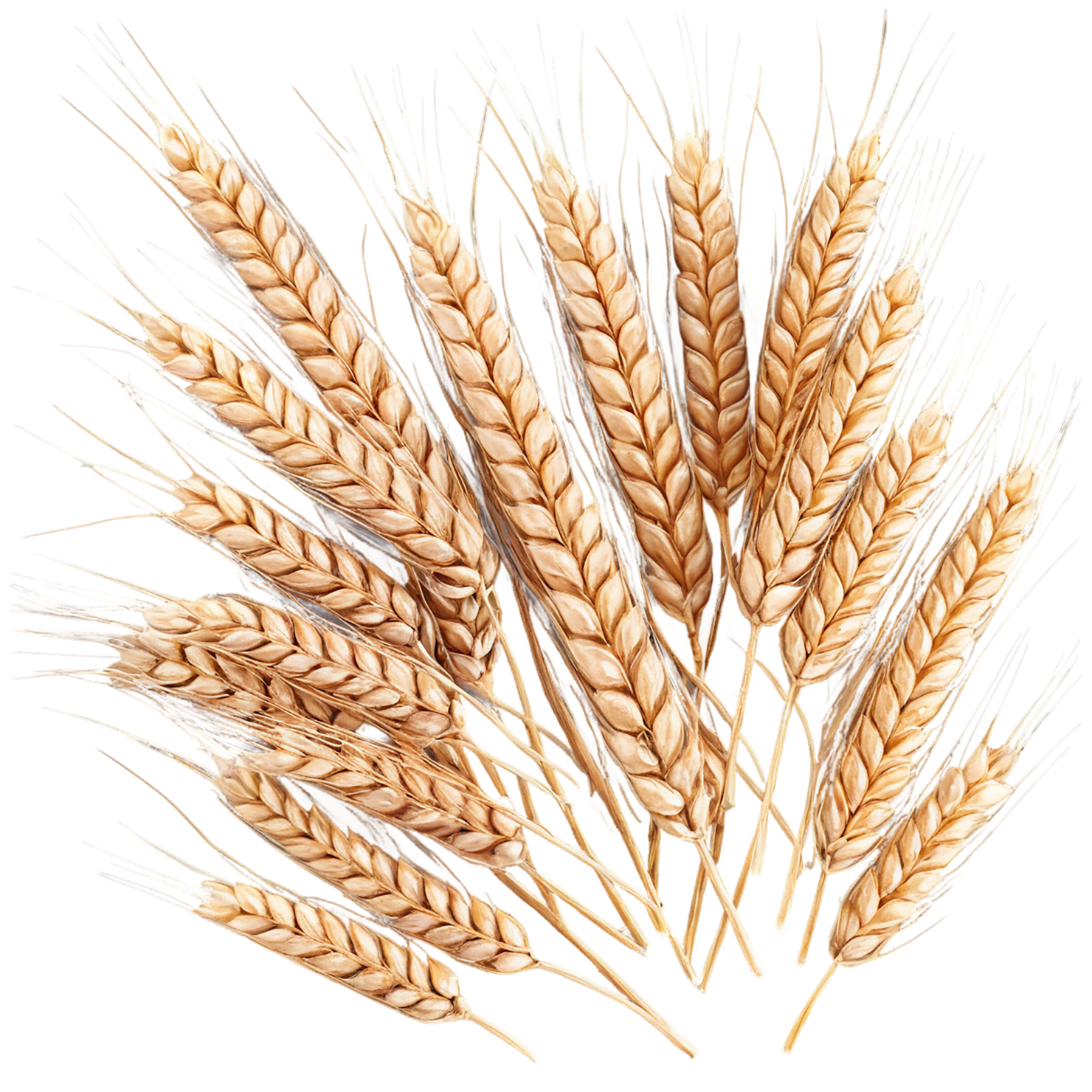Wheat grains isolated on transparent background #5395