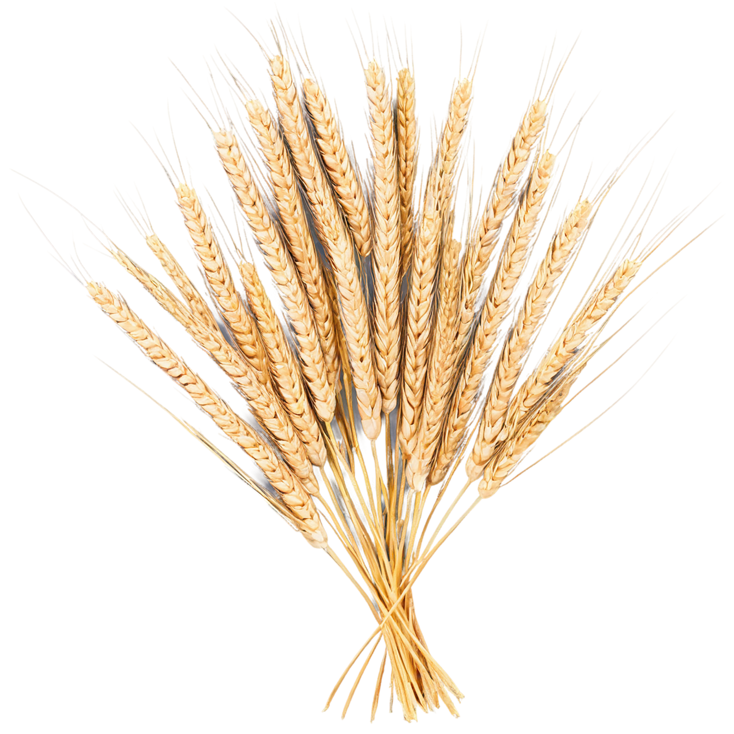 Wheat grains isolated on transparent background #5396