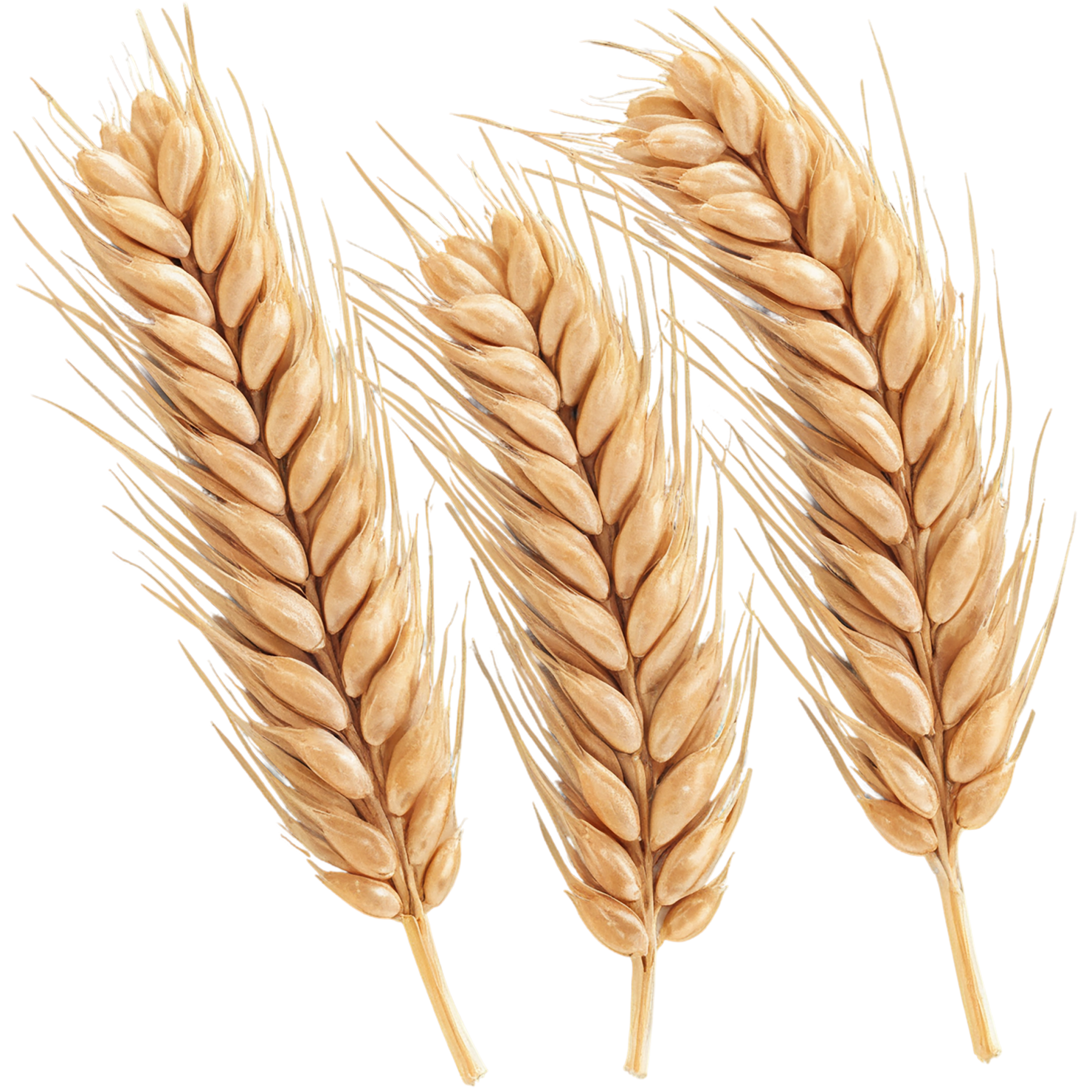 Wheat grains isolated on transparent background #5410