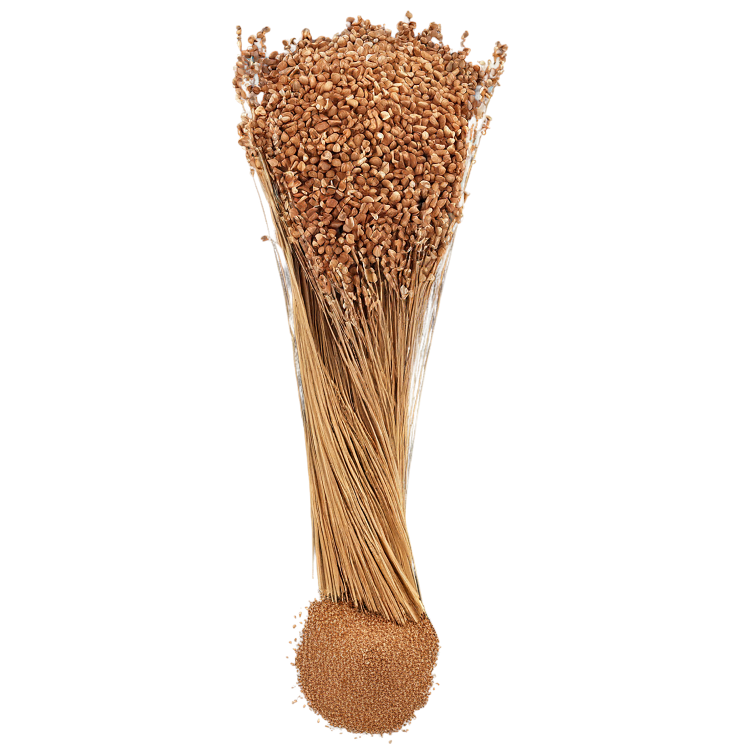 Teff grains isolated on transparent background #5415