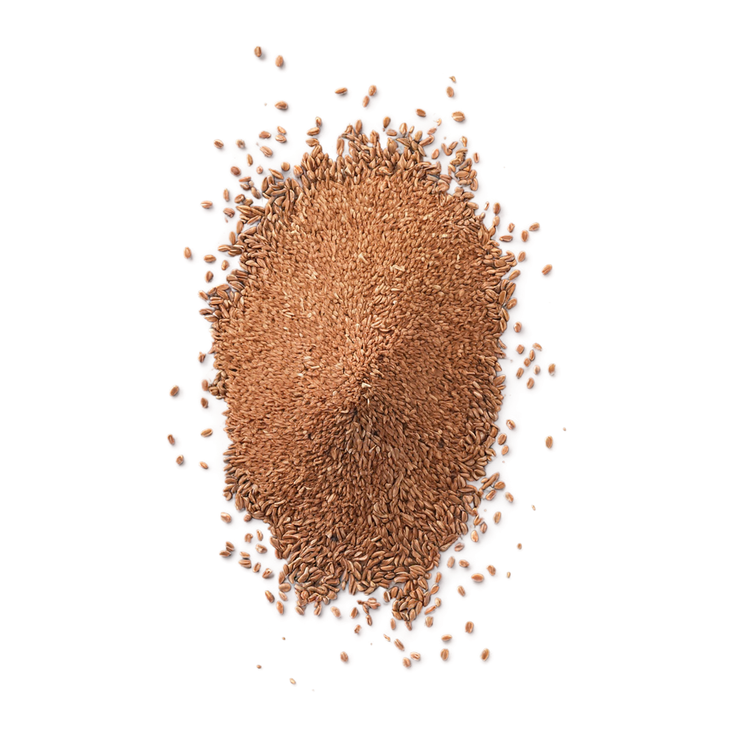 Teff grains isolated on transparent background #5418