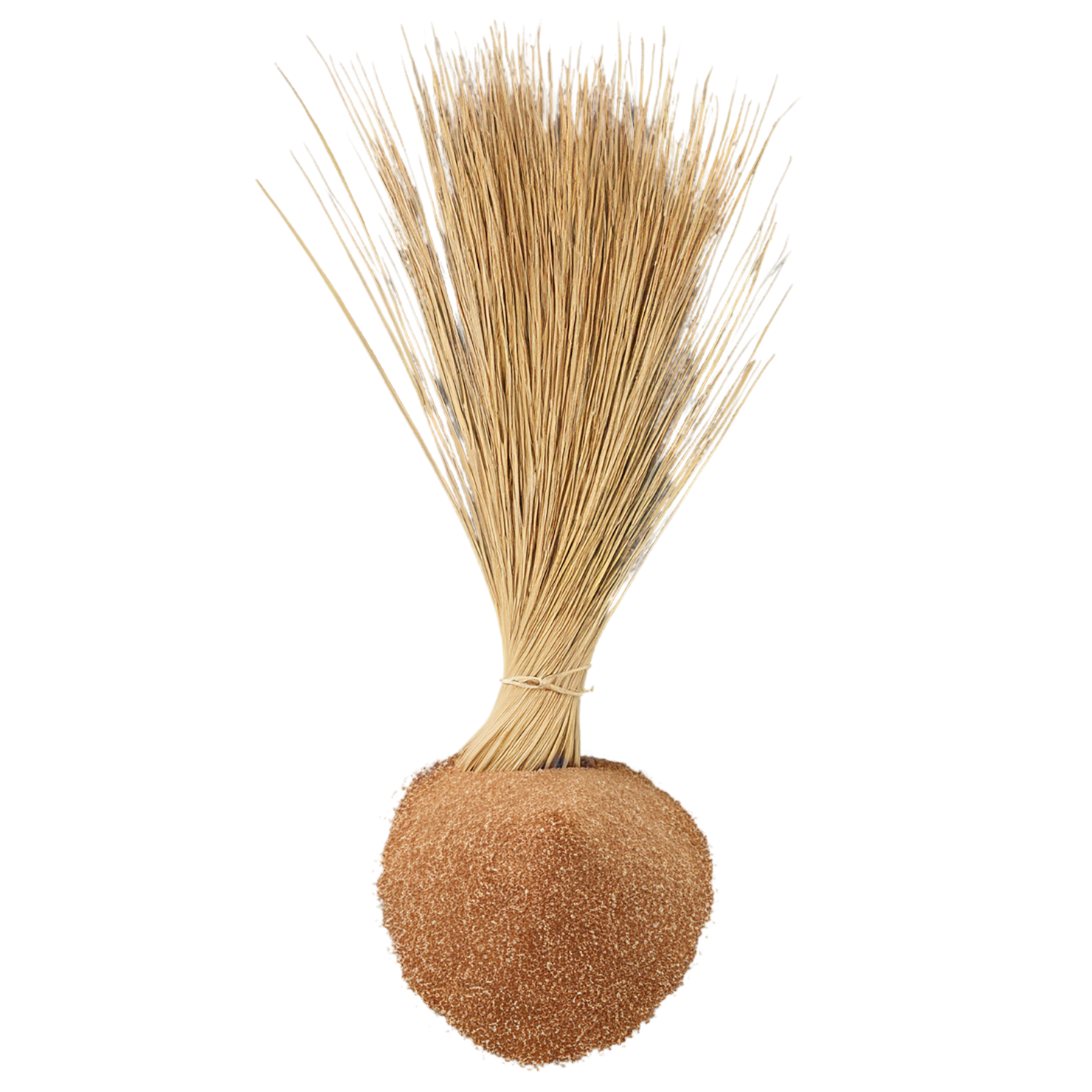 Teff grains isolated on transparent background #5423