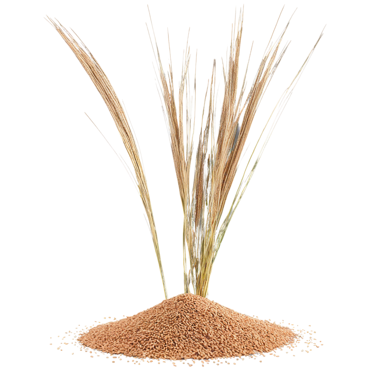 Teff grains isolated on transparent background #5433