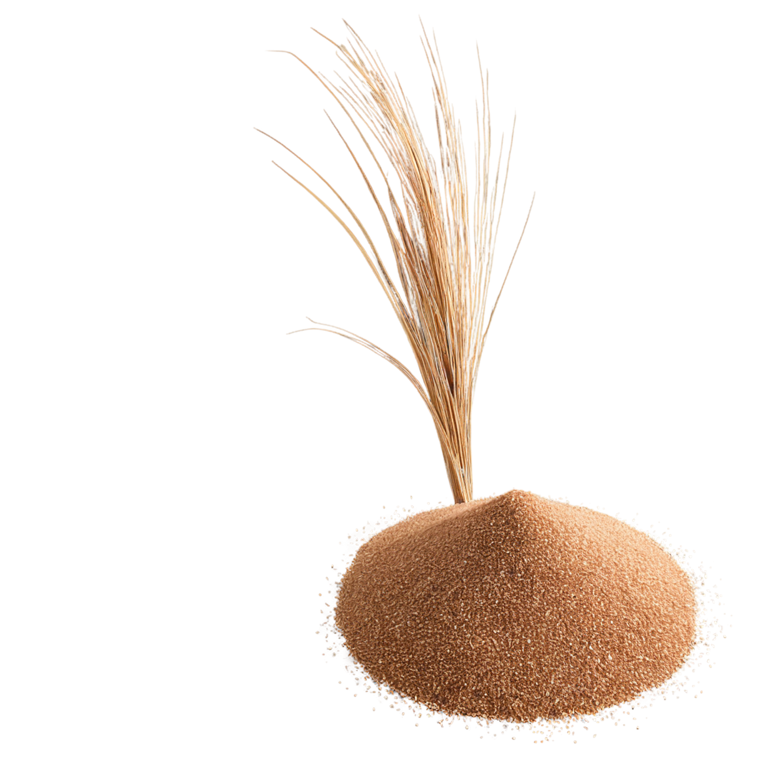 Teff grains isolated on transparent background #5439