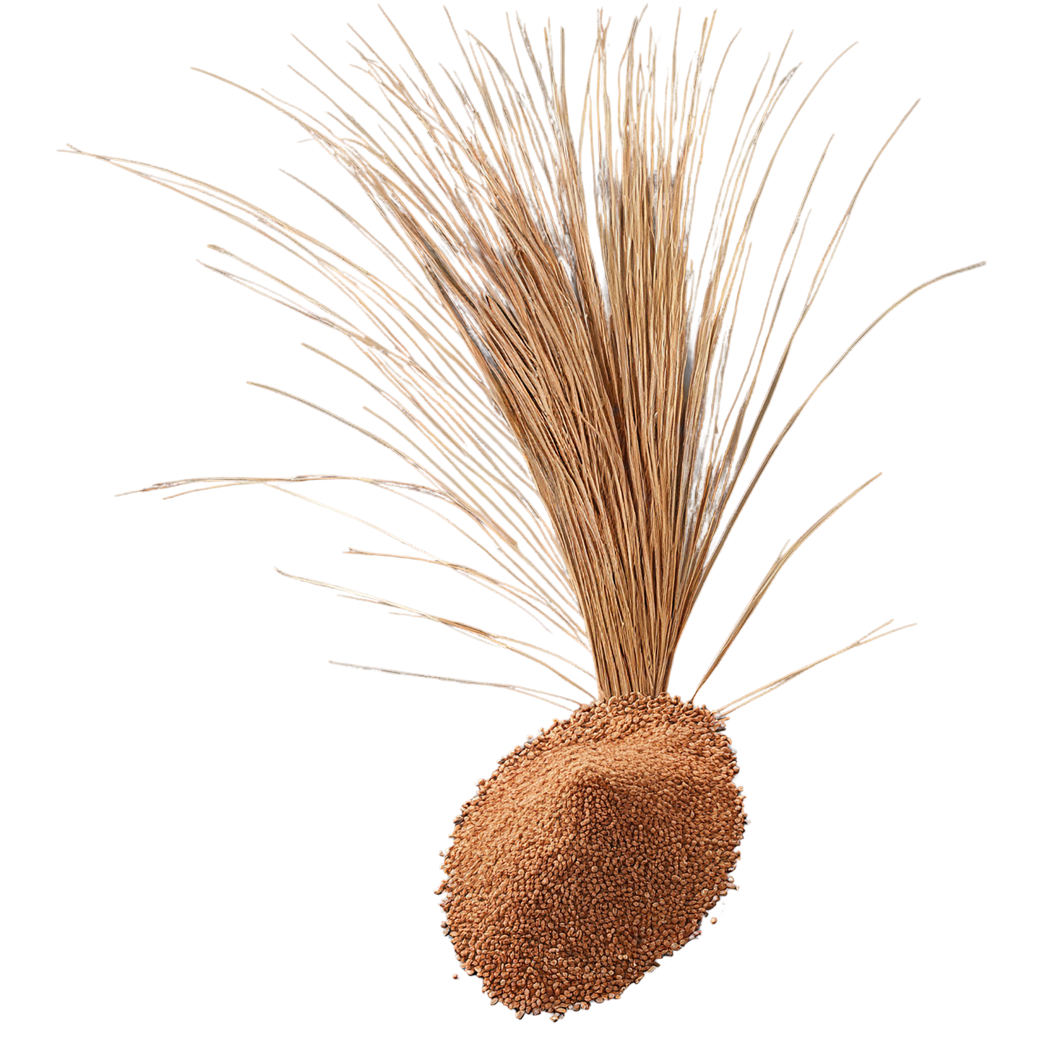 Teff grains isolated on transparent background #5454