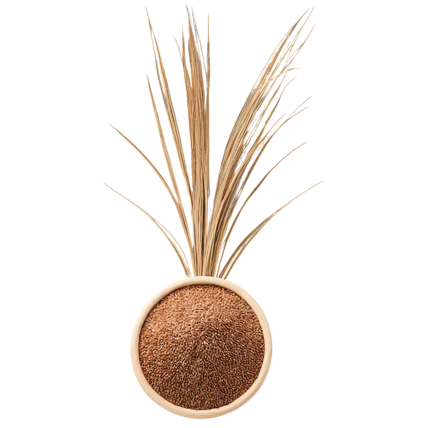 Teff grains isolated on transparent background #5471