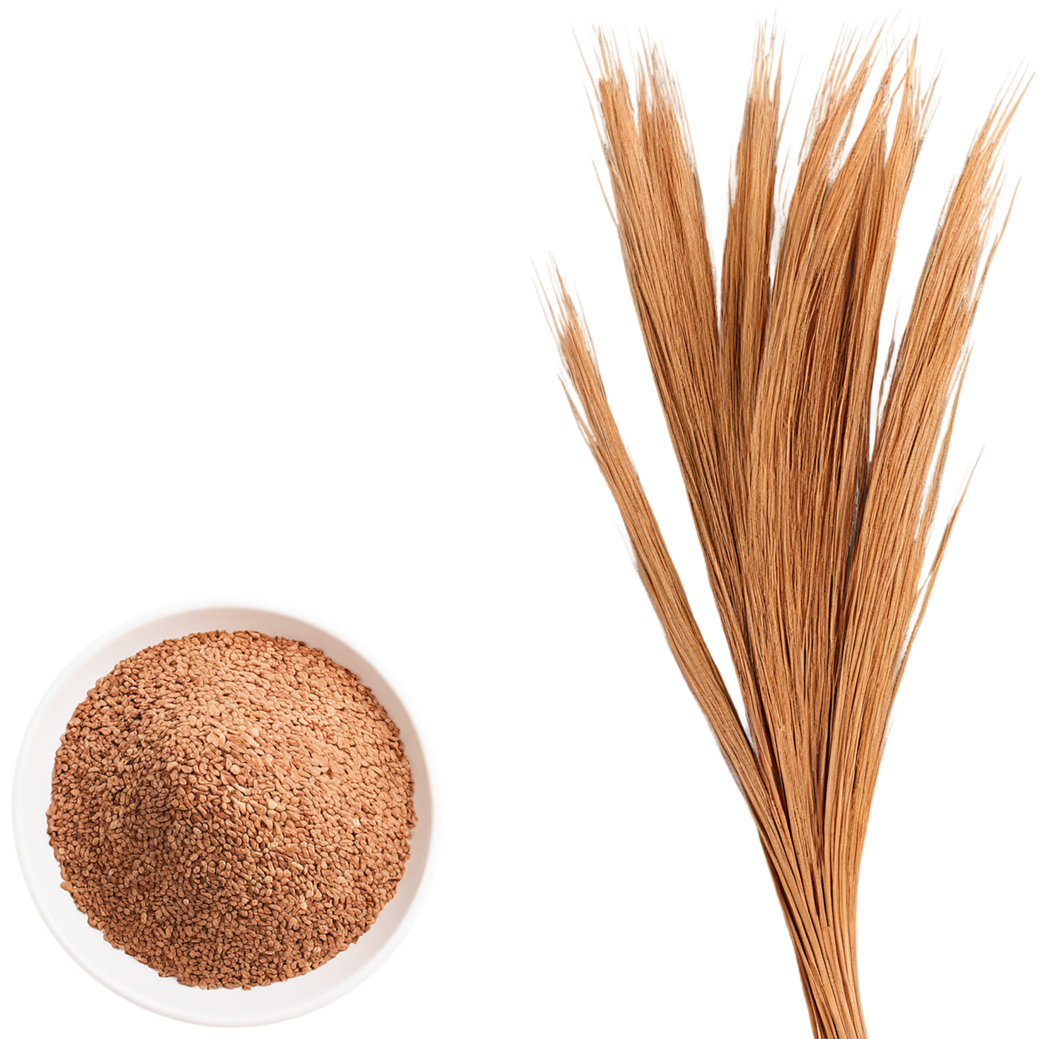 Teff grains isolated on transparent background #5480