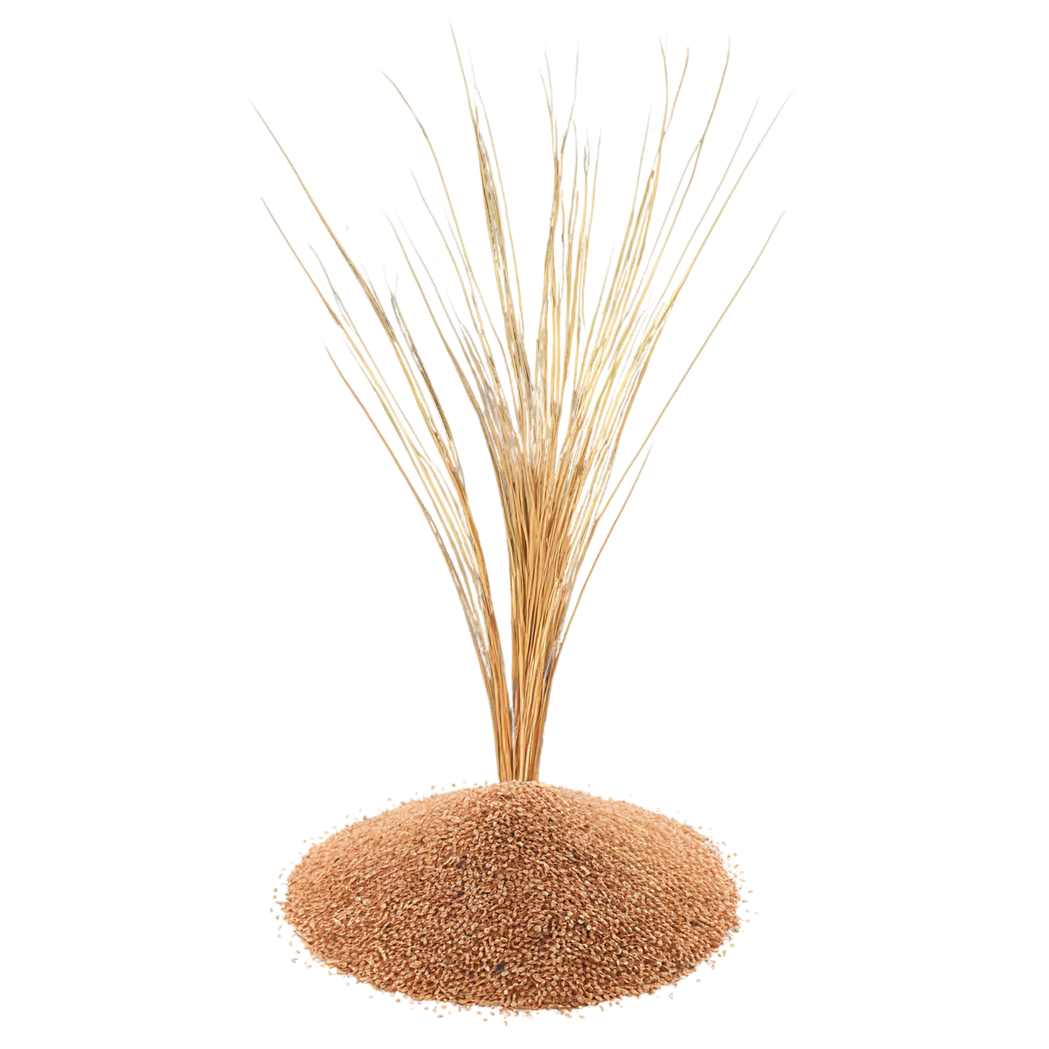 Teff grains isolated on transparent background #5492