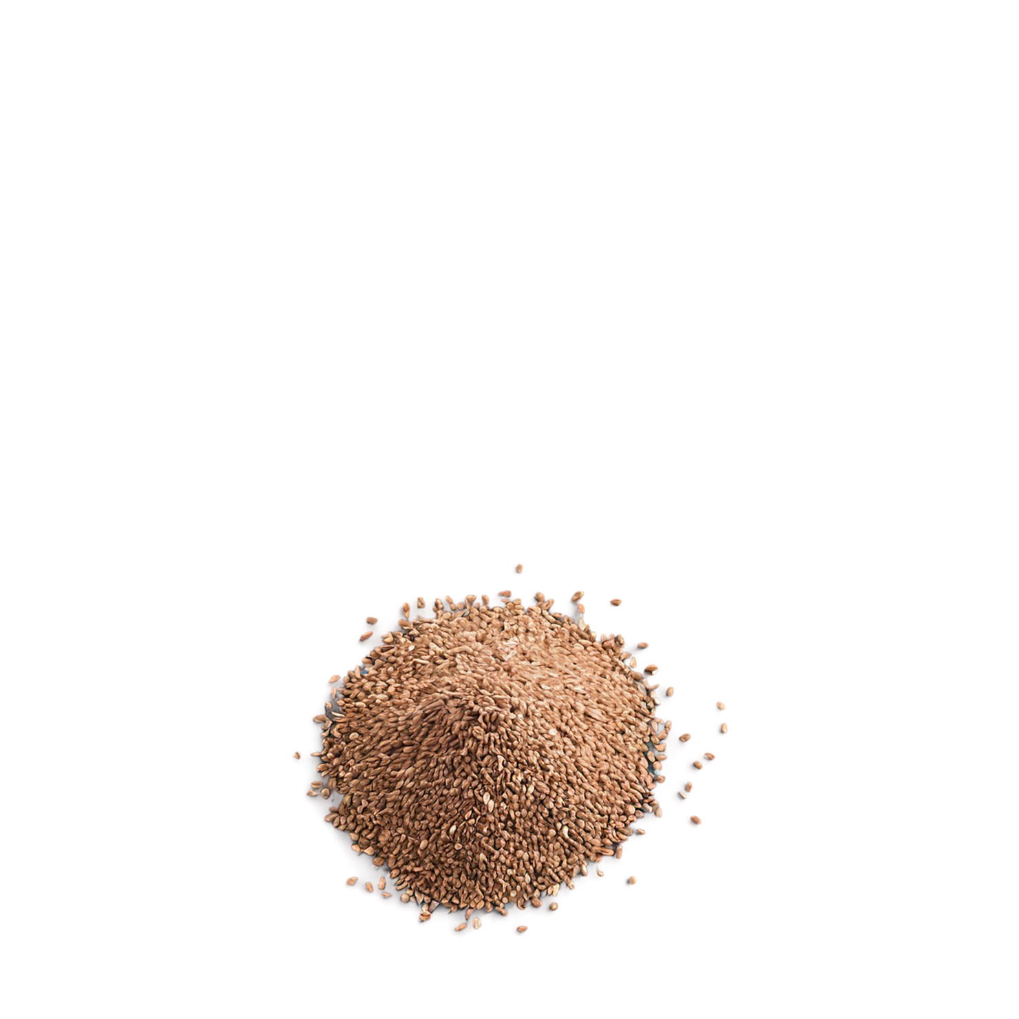 Teff grains isolated on transparent background #5494