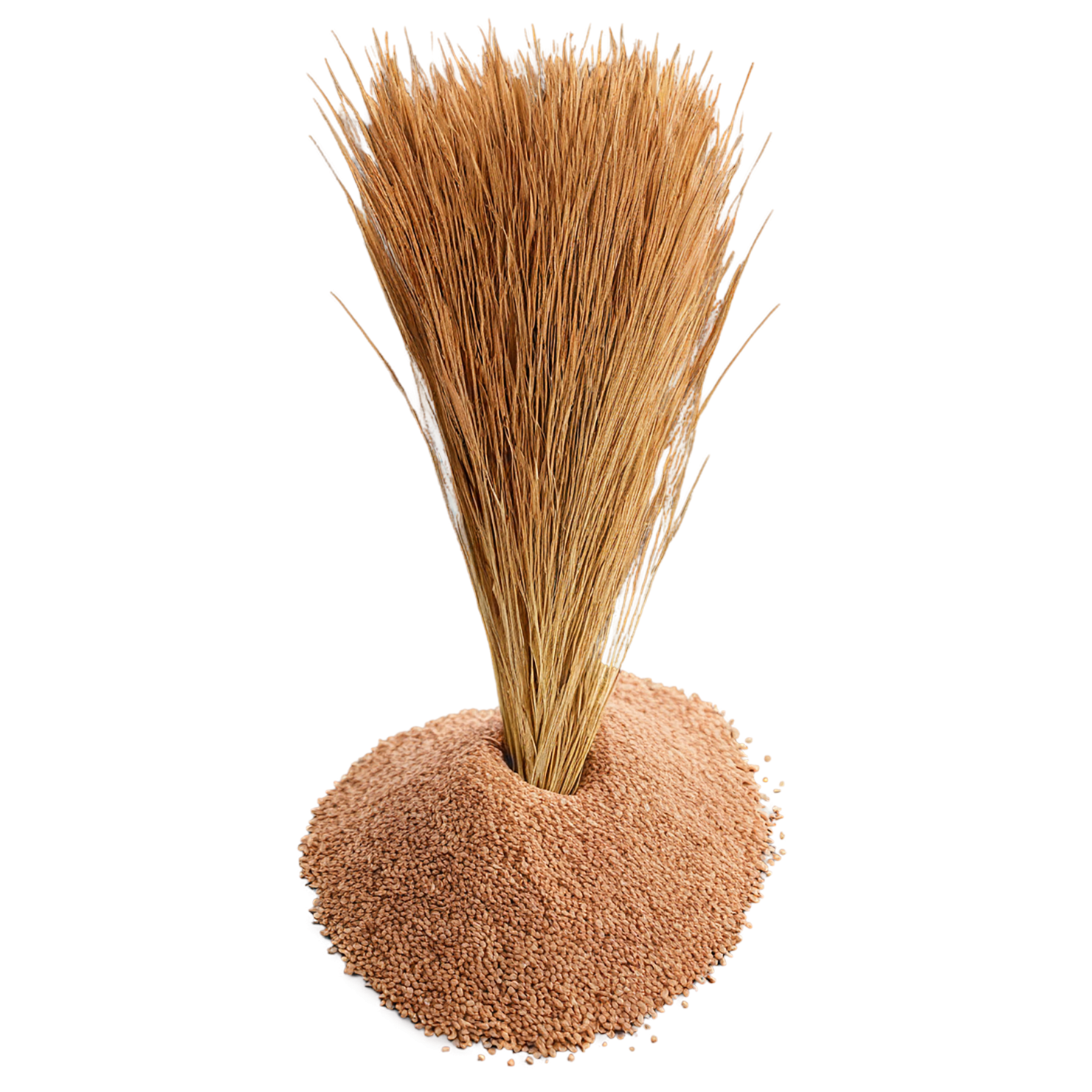 Teff grains isolated on transparent background #5501