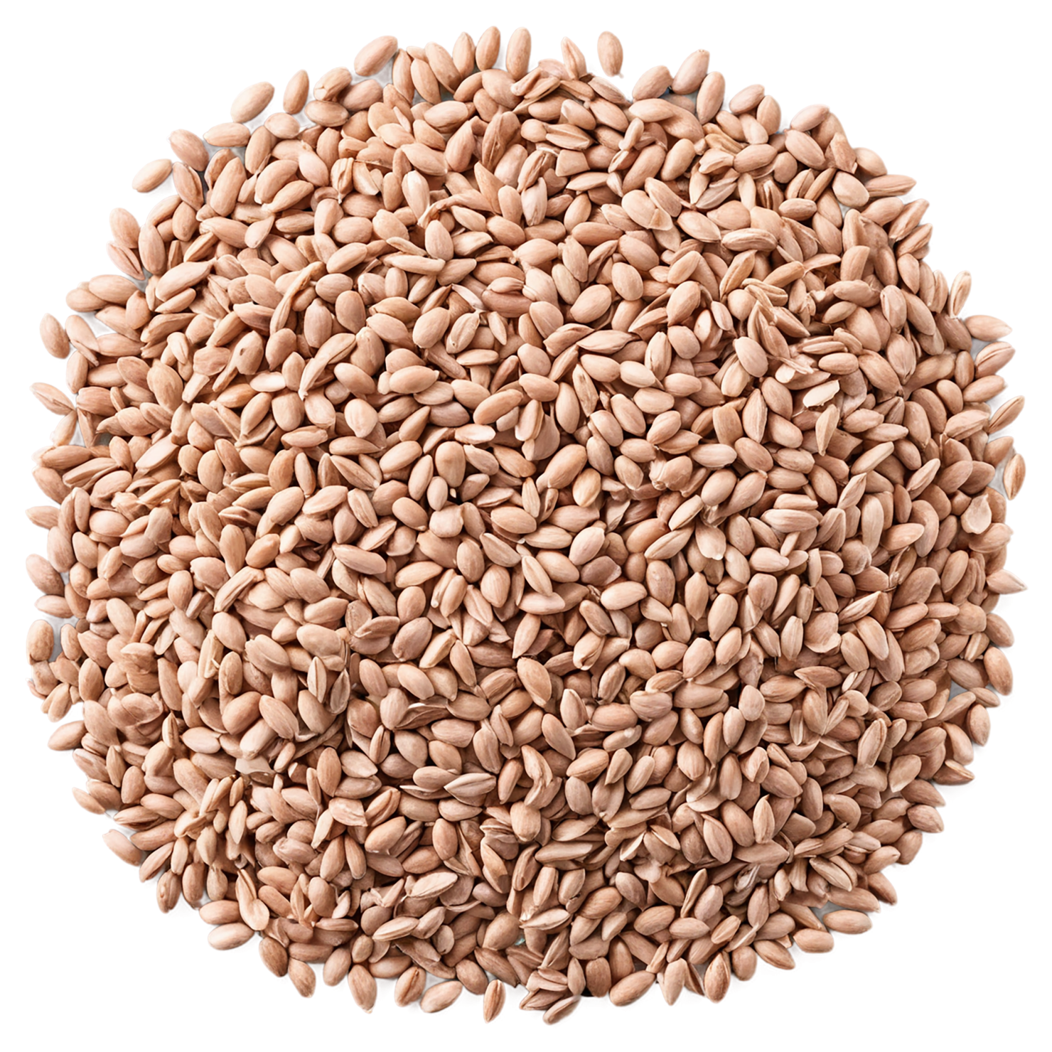 Spelt grains isolated on transparent background #5512