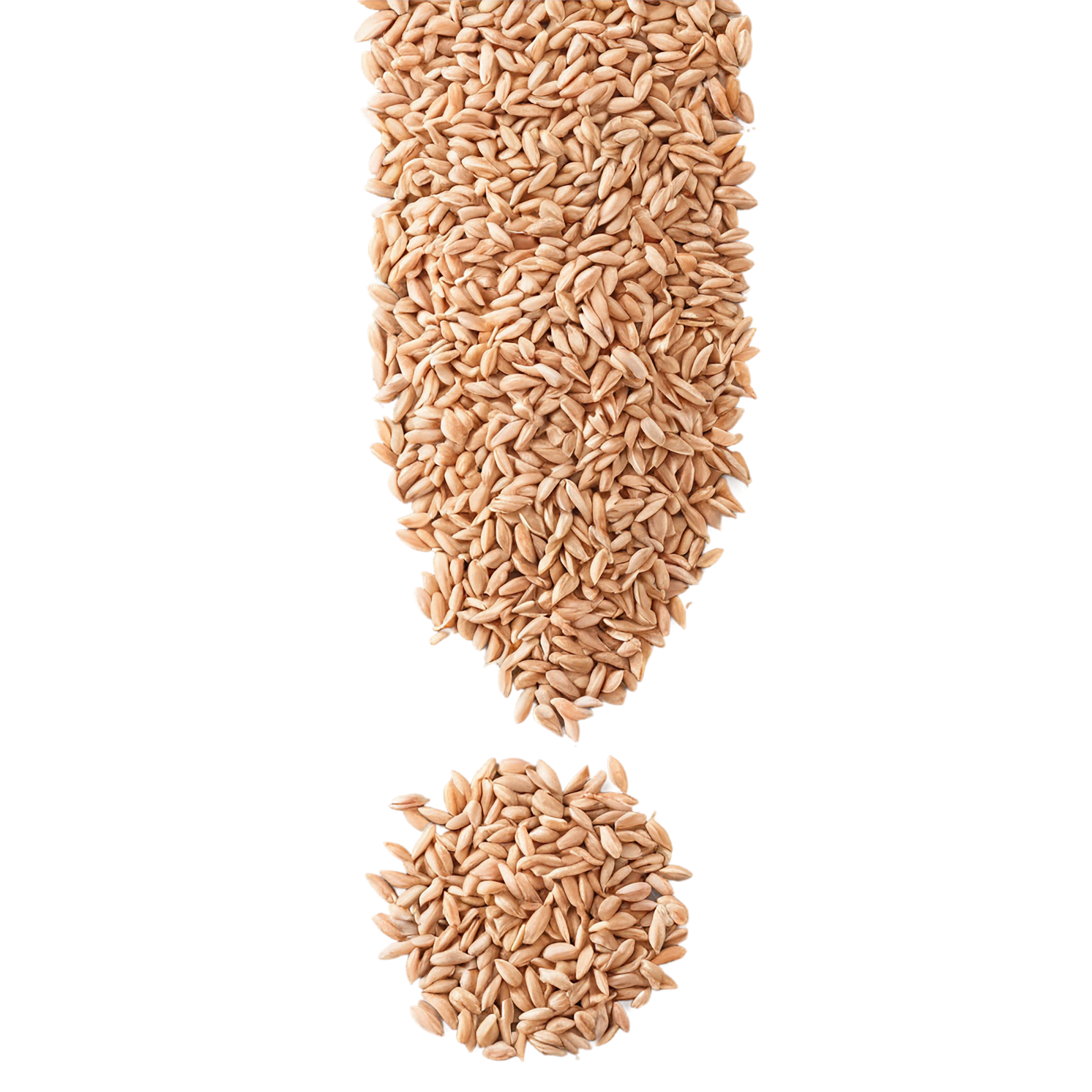 Spelt grains isolated on transparent background #5515