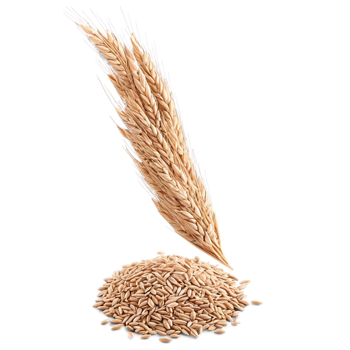 Spelt grains isolated on transparent background #5531