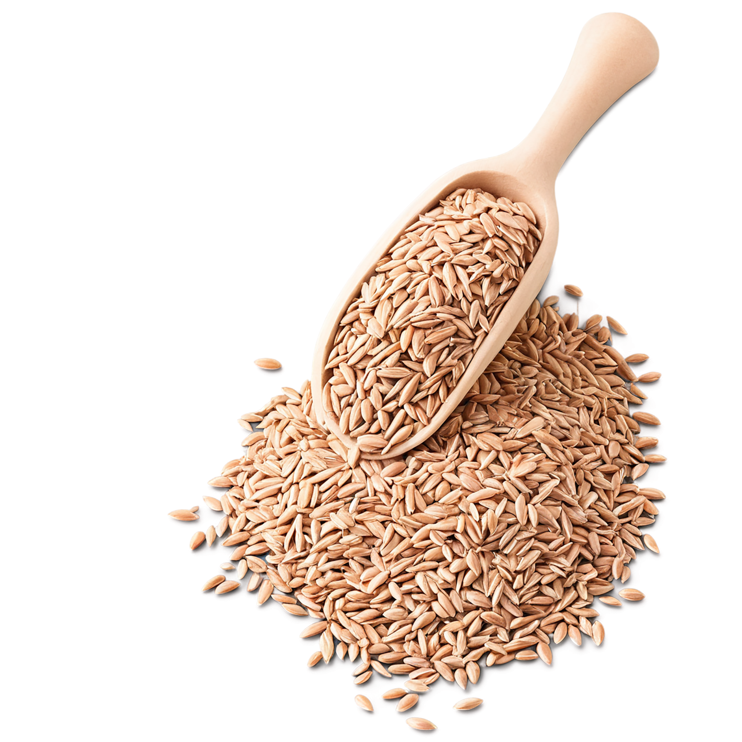 Spelt grains isolated on transparent background #5536