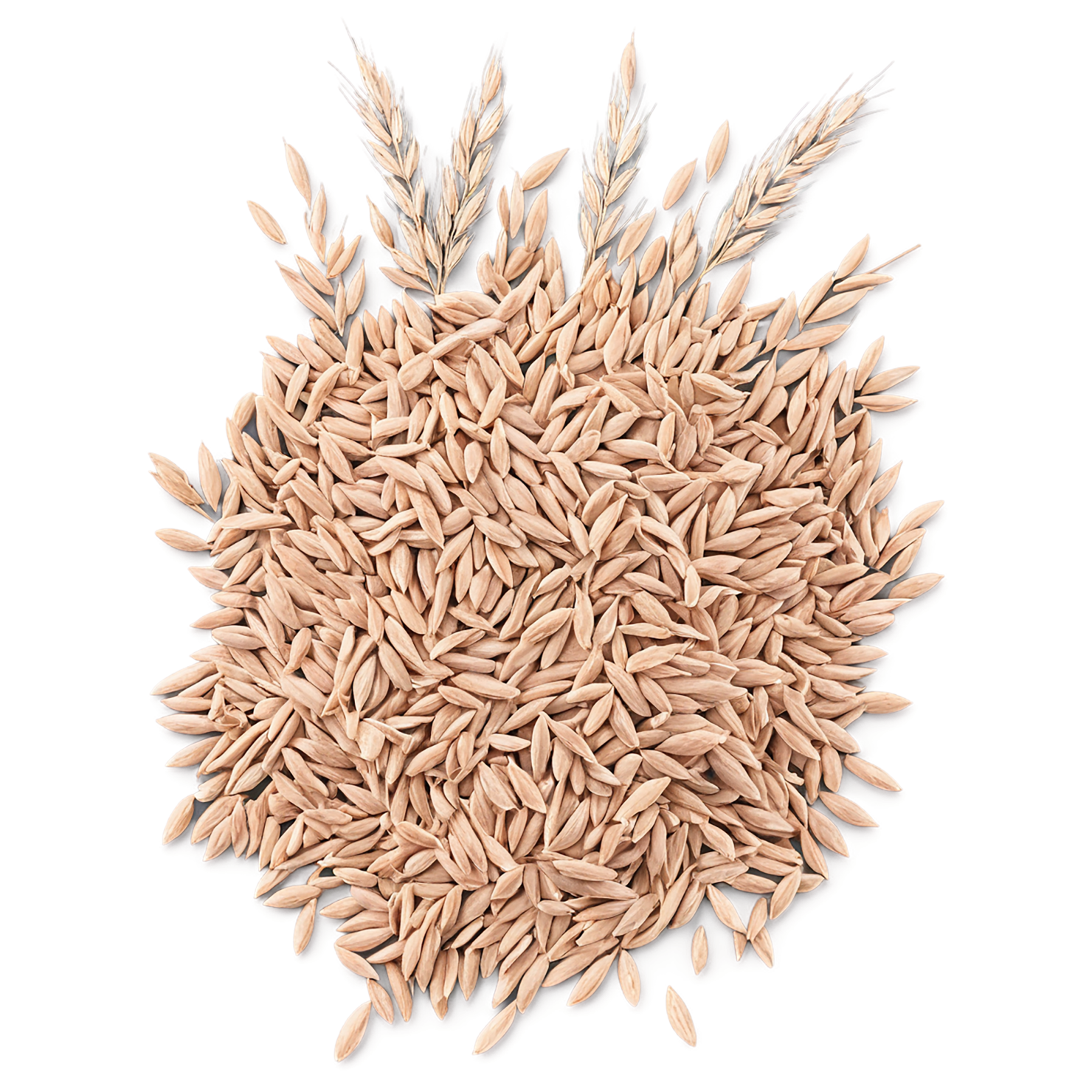Spelt grains isolated on transparent background #5541