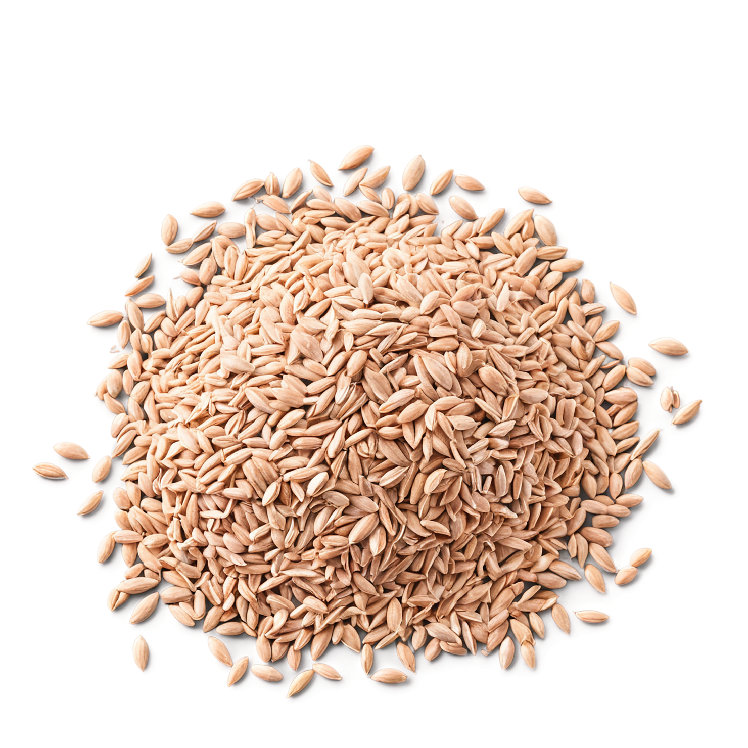 Spelt grains isolated on transparent background #5544