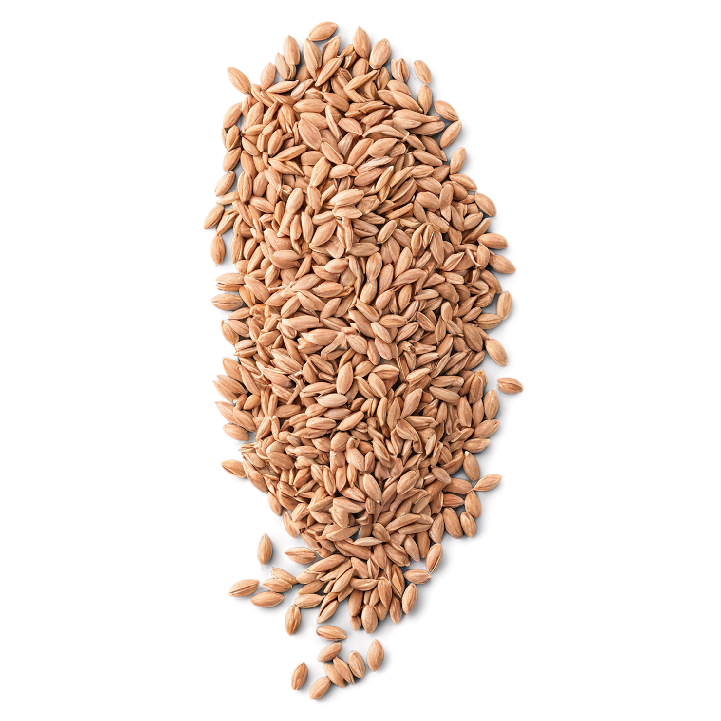 Spelt grains isolated on transparent background #5561