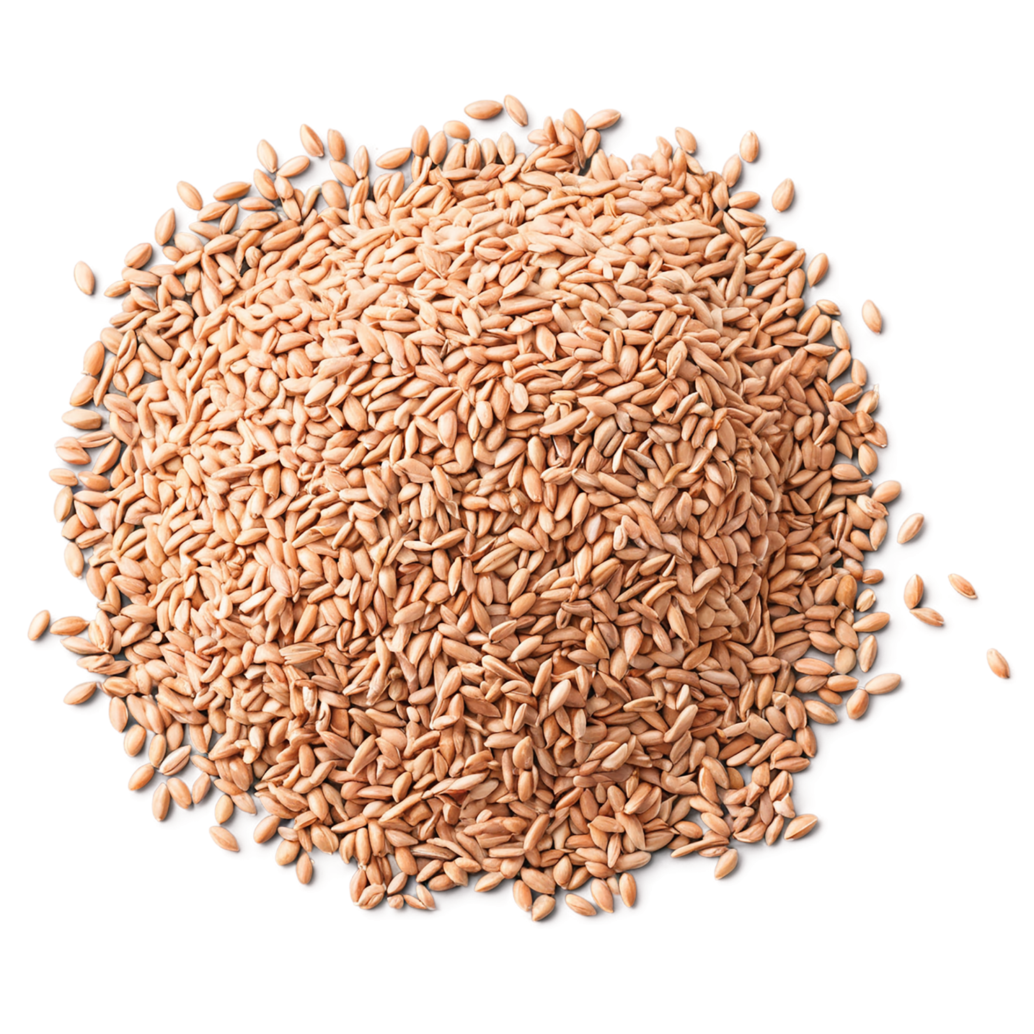 Spelt grains isolated on transparent background #5562