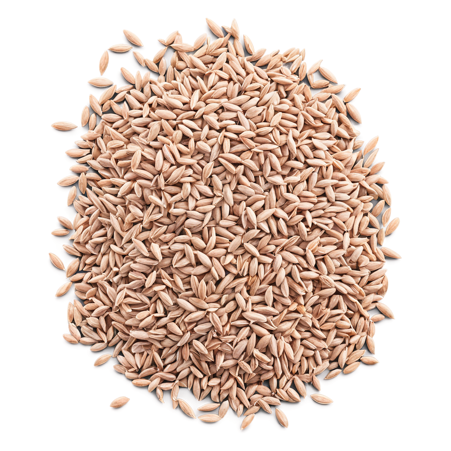 Spelt grains isolated on transparent background #5568