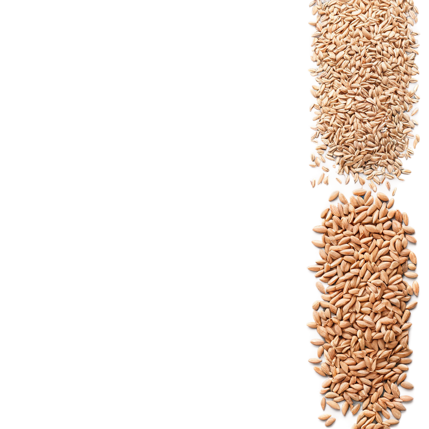 Spelt grains isolated on transparent background #5570