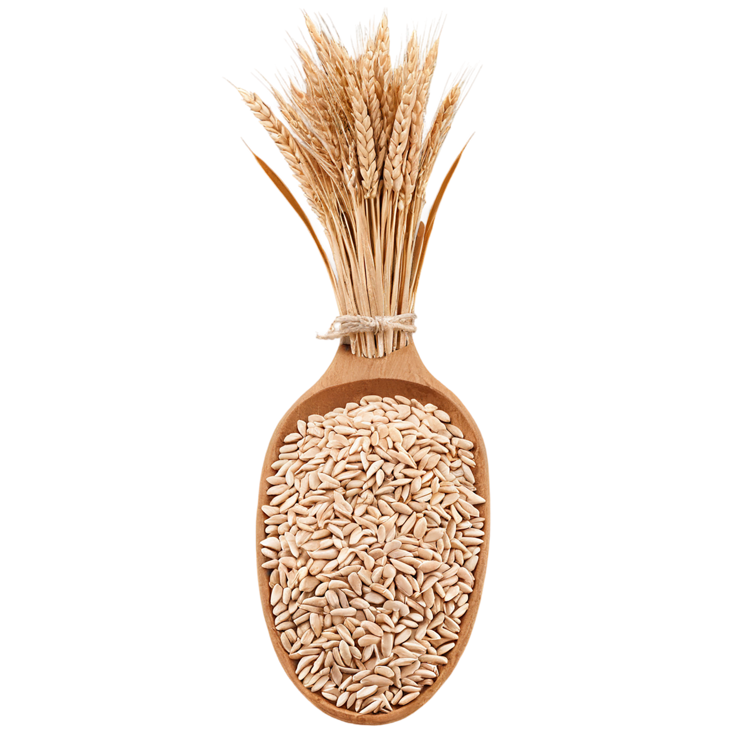 Spelt grains isolated on transparent background #5572