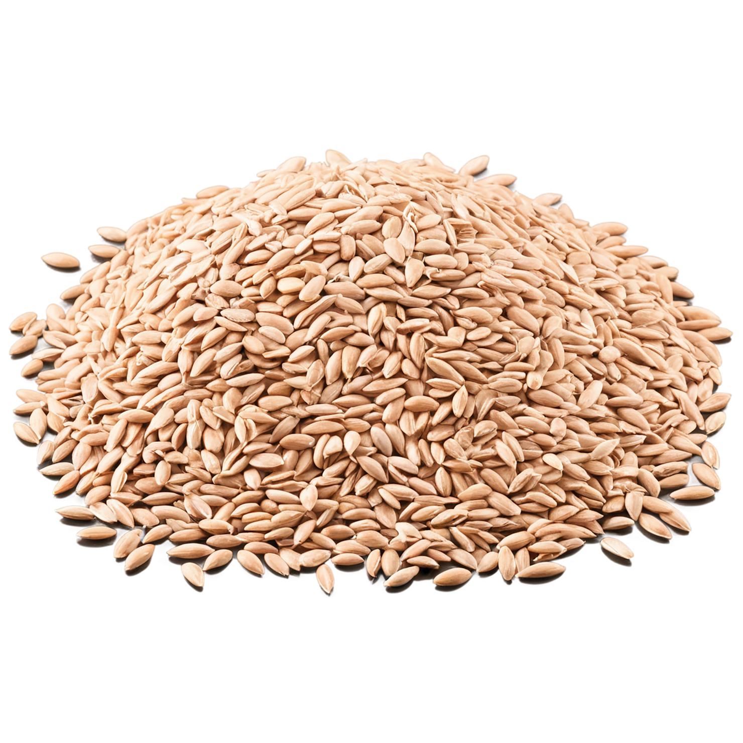 Spelt grains isolated on transparent background #5573