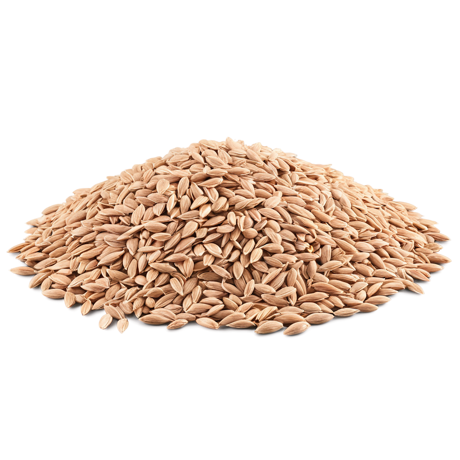 Spelt grains isolated on transparent background #5588