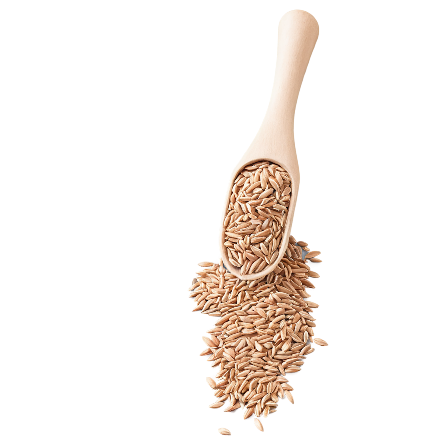 Spelt grains isolated on transparent background #5589