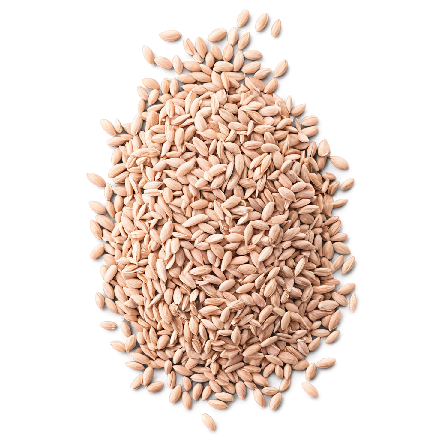 Spelt grains isolated on transparent background #5591