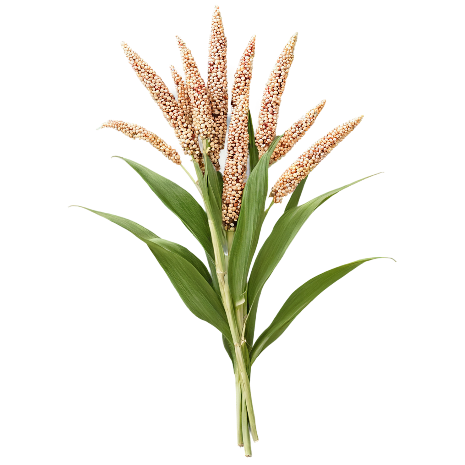 Sorghum grains isolated on transparent background #5596
