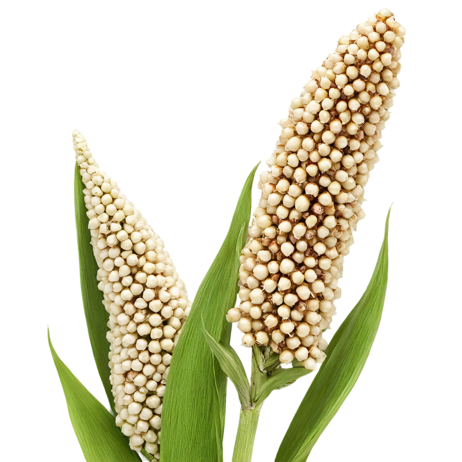 Sorghum grains isolated on transparent background #5598