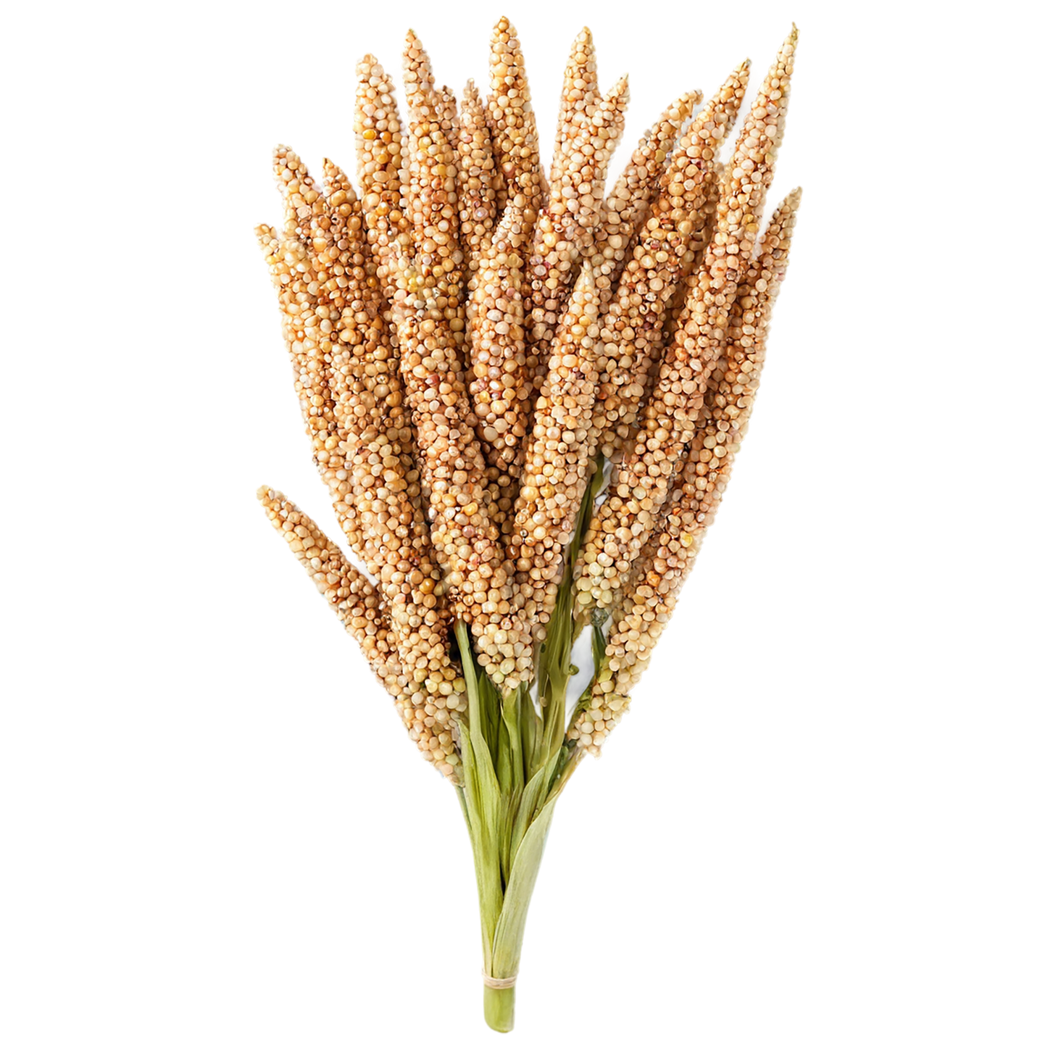 Sorghum grains isolated on transparent background #5600