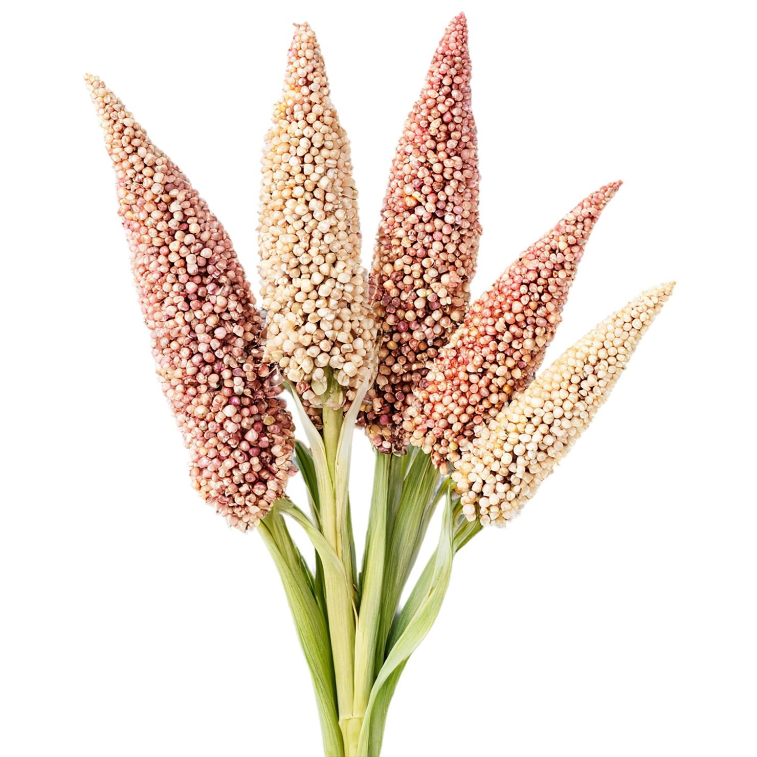 Sorghum grains isolated on transparent background #5603