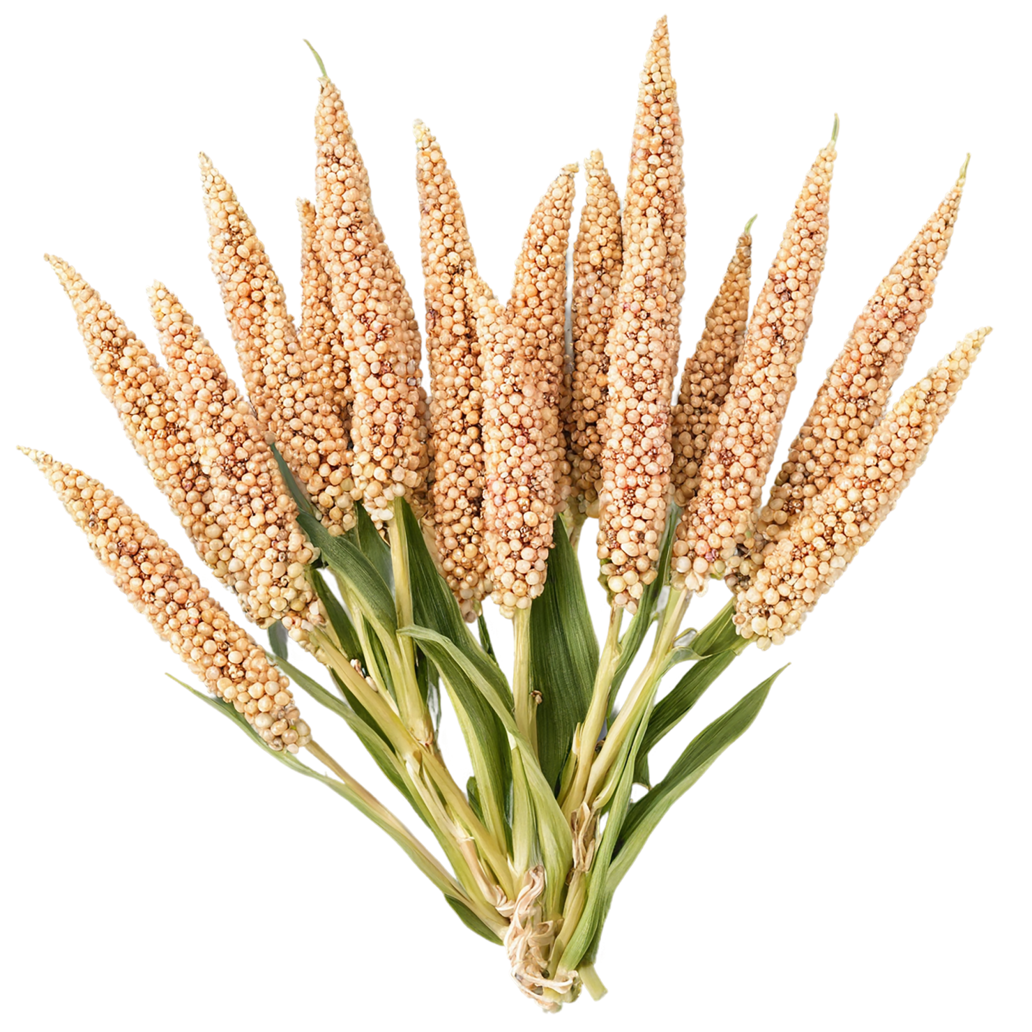 Sorghum grains isolated on transparent background #5604