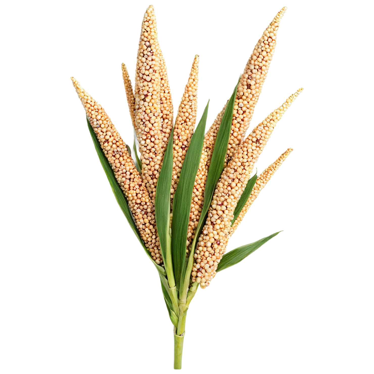 Sorghum grains isolated on transparent background #5606