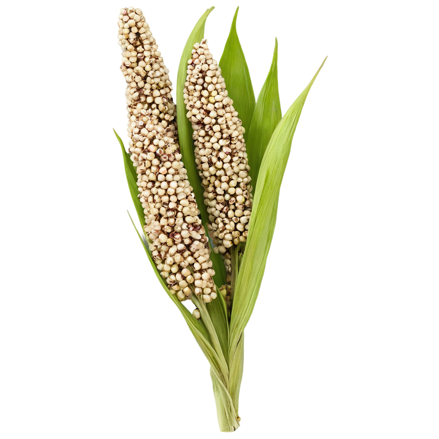 Sorghum grains isolated on transparent background #5607