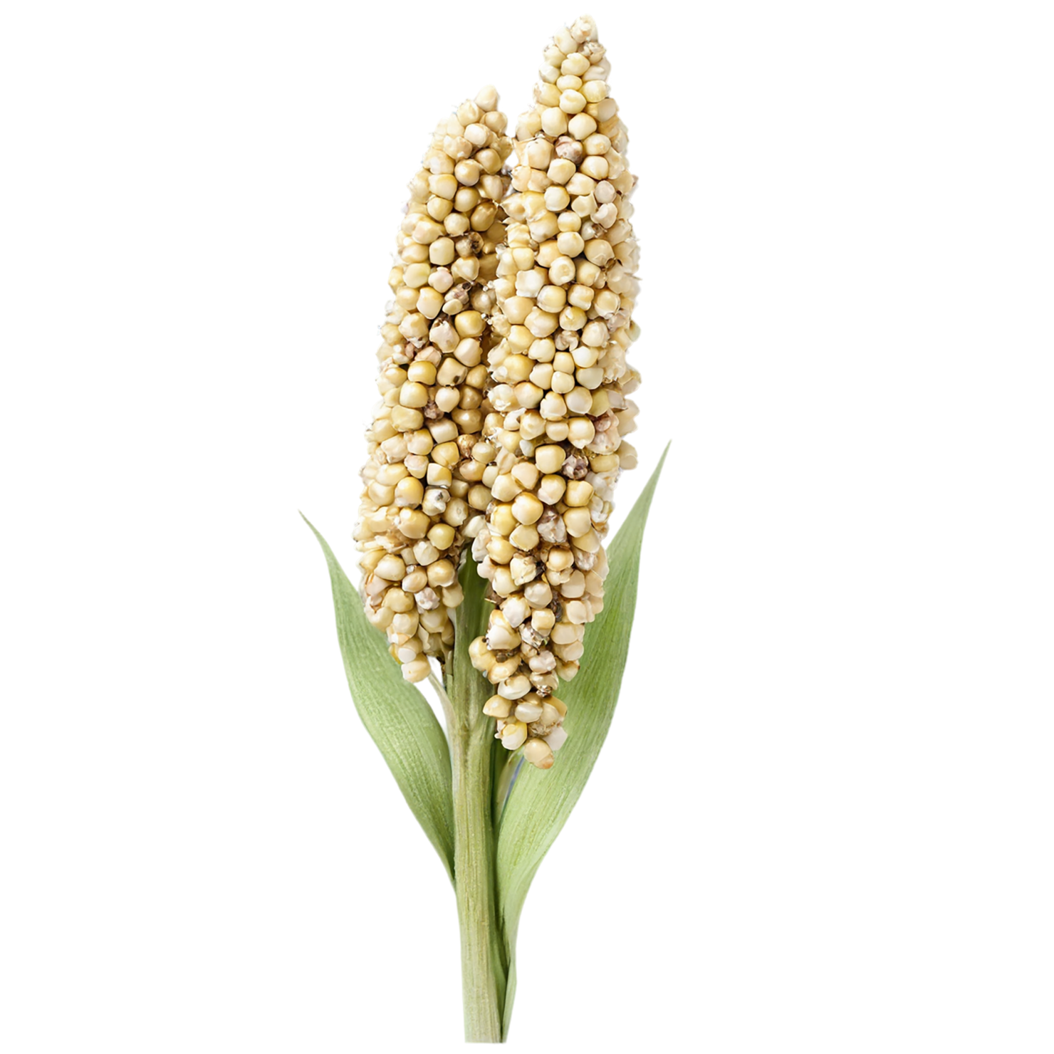 Sorghum grains isolated on transparent background #5608