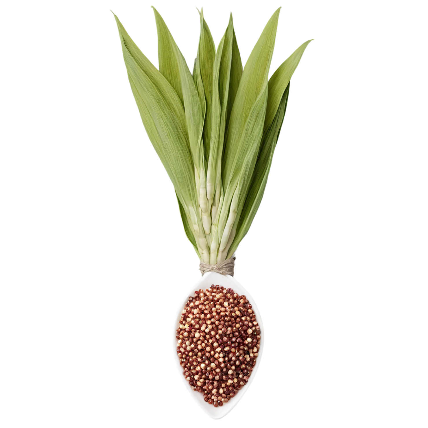 Sorghum grains isolated on transparent background #5610