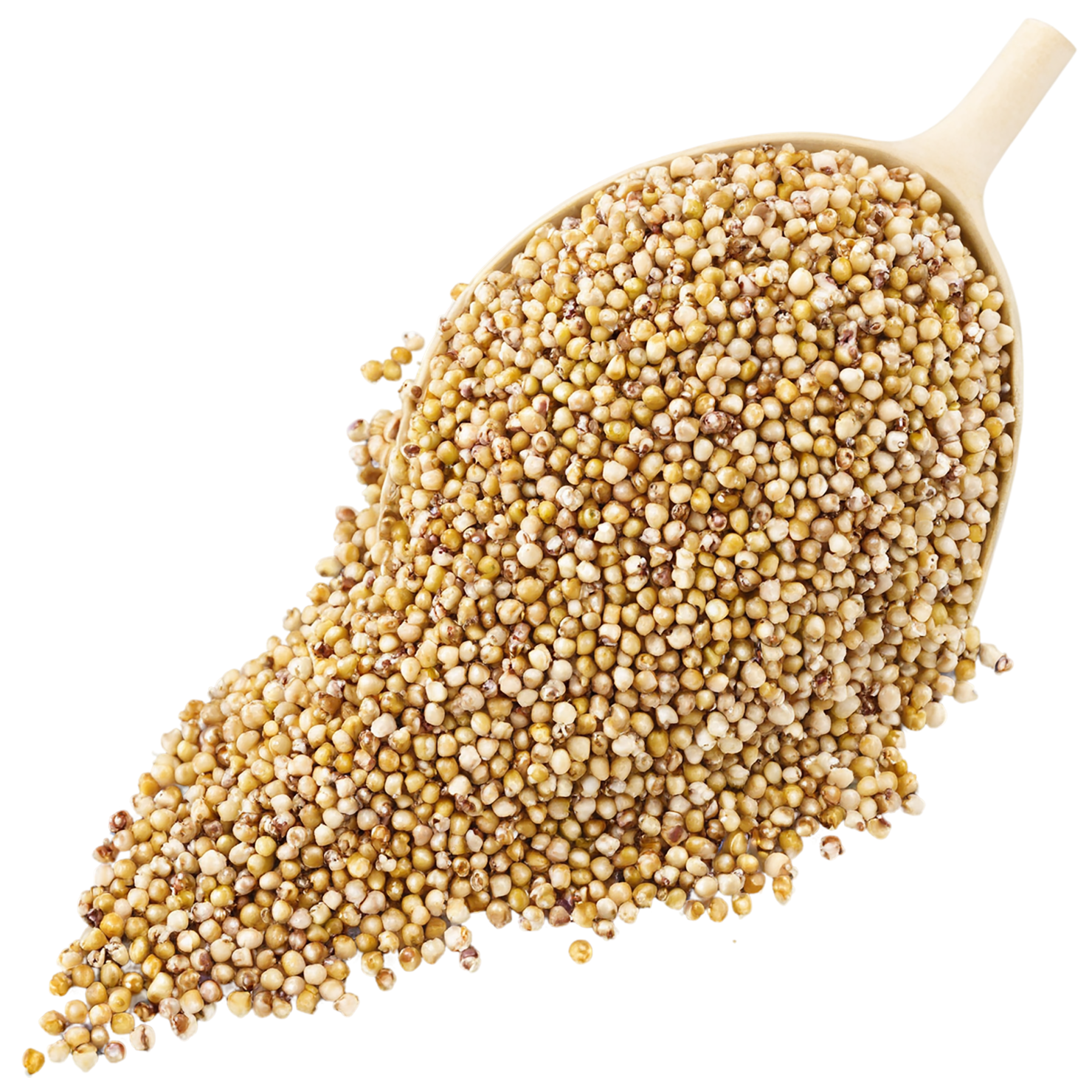 Sorghum grains isolated on transparent background #5611