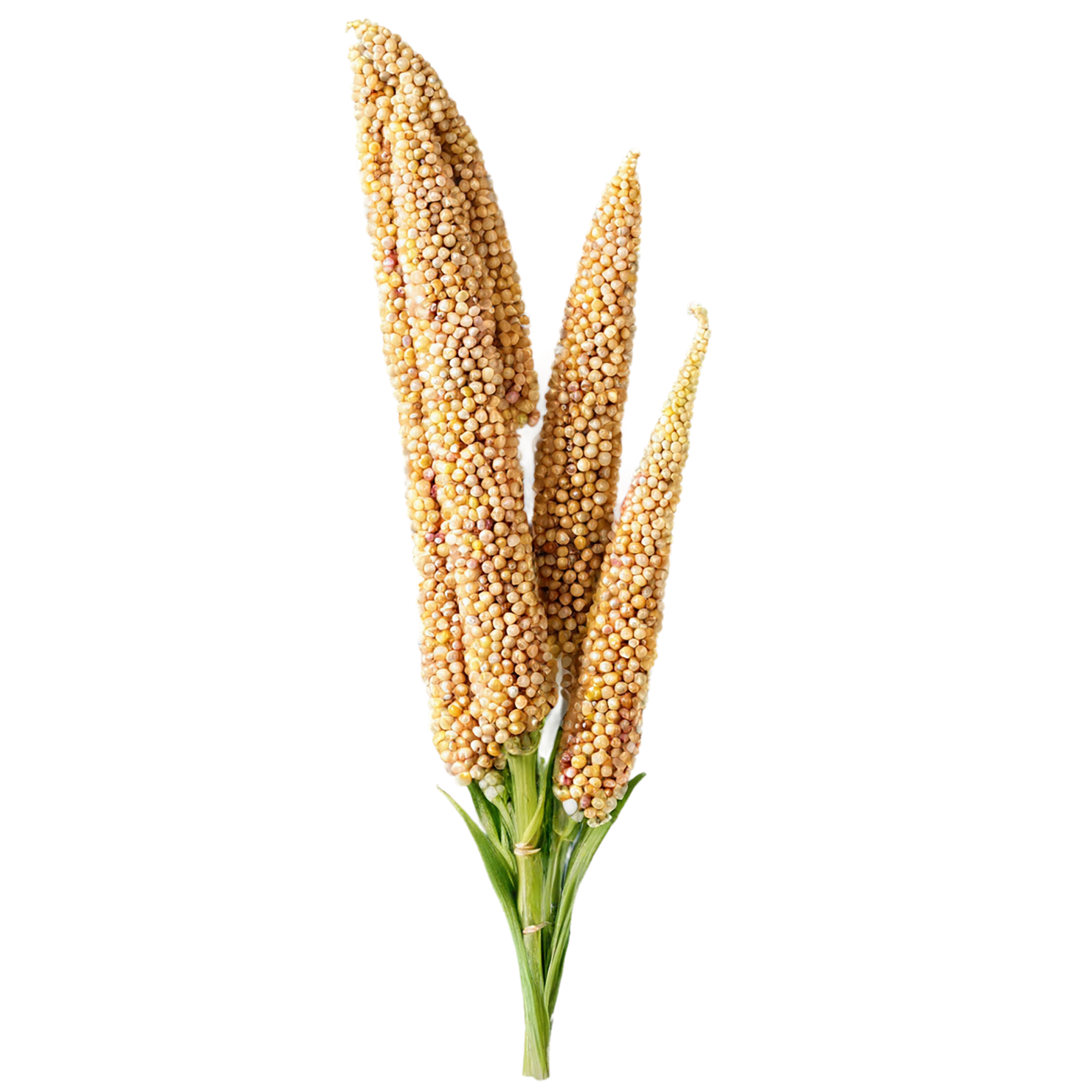 Sorghum grains isolated on transparent background #5612