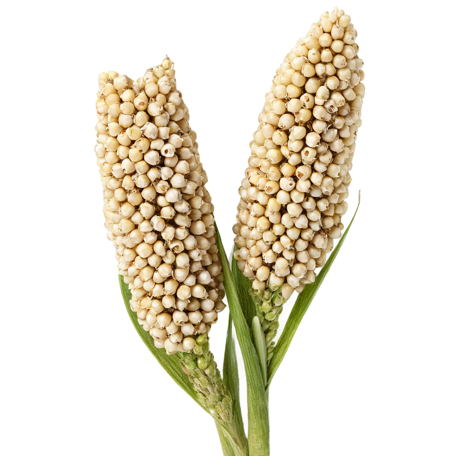 Sorghum grains isolated on transparent background #5615