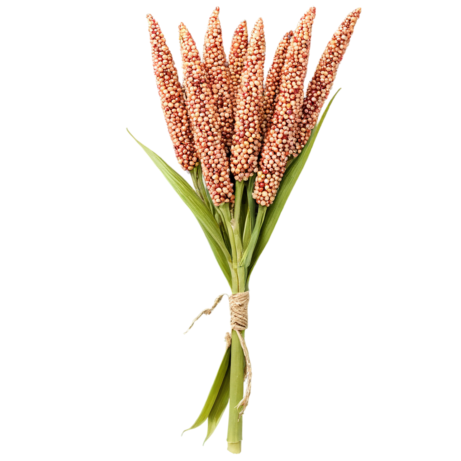 Sorghum grains isolated on transparent background #5619